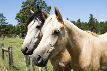 Obraz premium horses