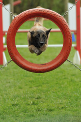 chien d'agility