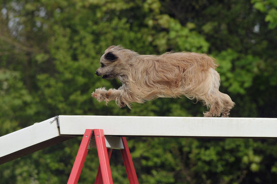 chien d'agility