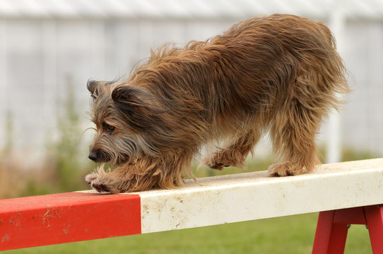 chien d'agility