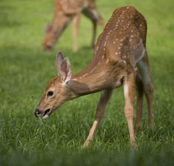 flies on a fawn