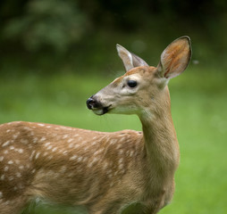 whitetail fawn