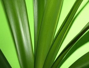 Gras