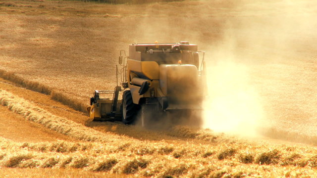 Wheat Harvest