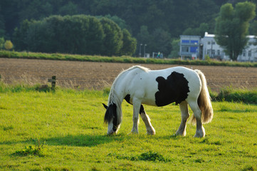 Fototapeta na wymiar Pferd I