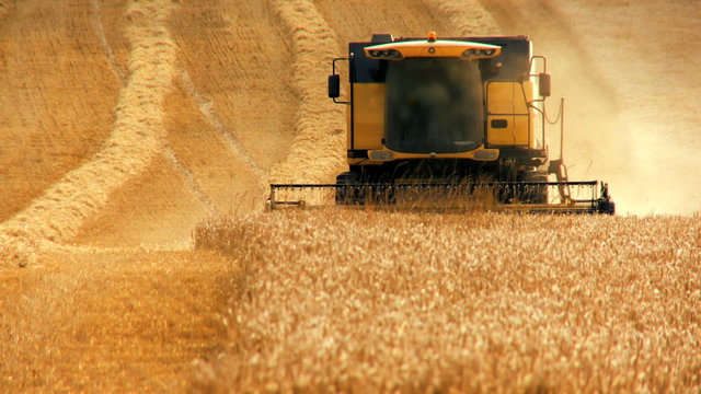 Wheat Harvest