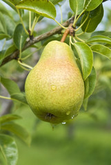 Bartlett Pear Orchard