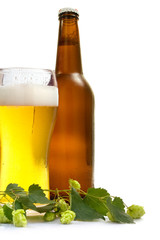 beer and branch of hop