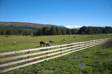 Fototapeta na wymiar fence horses and snow mountains
