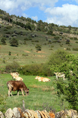 Vacas en Teruel