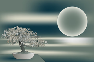 Japanese maple bonsai