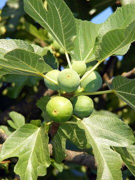 Albero di fichi