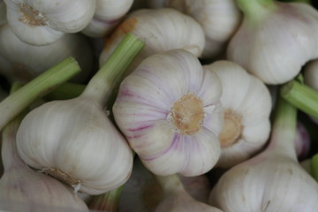 Fresh Garlic