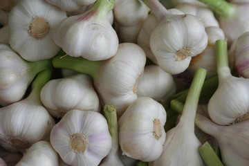 Fresh Garlic