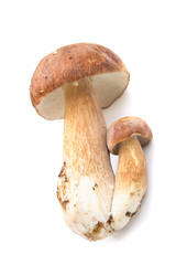 mushroom