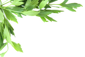 green gorcery background