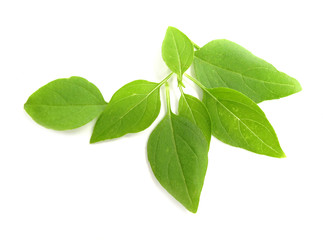 Basil leaves