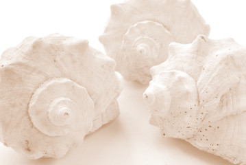 shells