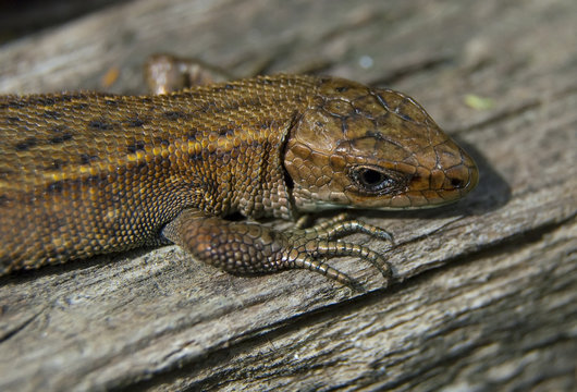 Lizard close up