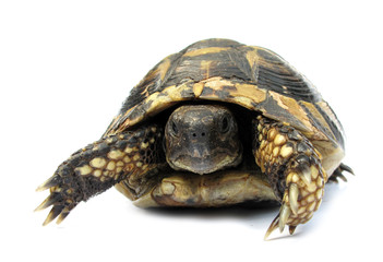 Turtle Testudo hermanni tortoise