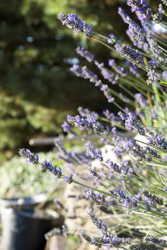 Summer Garden