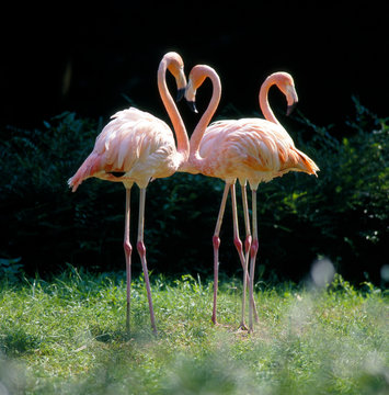 Flamingo_111832