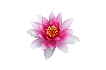 Obraz premium Fleur de nénuphar