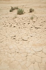 drought and plants