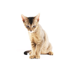 Fototapeta premium Cute kitty isolated on white background