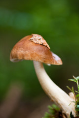 Tawny Grisette, Amanita fulva.