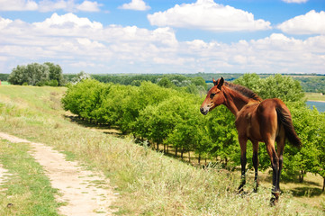 Brown horse grazing on pasture