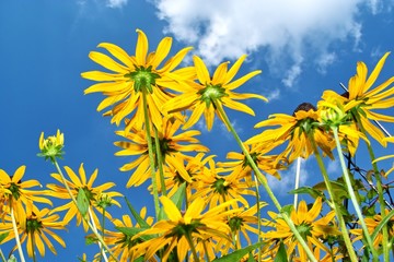 Summer Garden