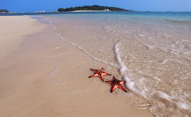Couple of Starfish