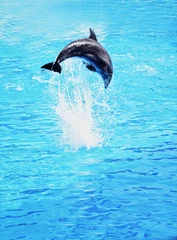 Photo sur Plexiglas Dauphin Dauphin sautant dans la mer