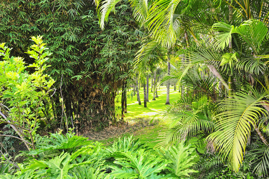 Fototapeta Picture of a tropical forest background