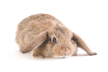 brown-white lop rabbit, isolated on white