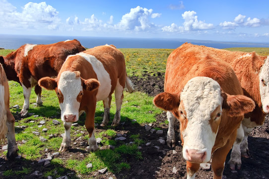 vibrant stock photo of cows/bulls over looking the ocean