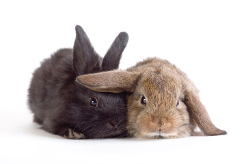 two cute rabbits, isolated on white