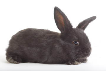 Obraz premium black rabbit, isolated on white