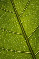 Green leaf