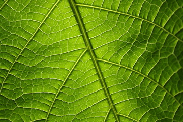 Green leaf