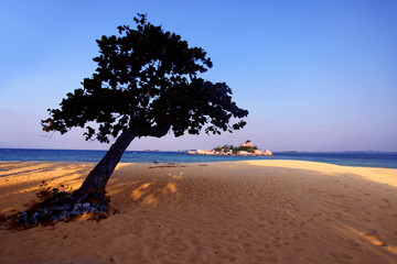lonely tree on beach