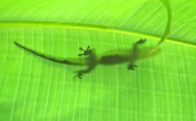Green gecko