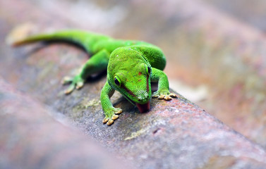Green gecko