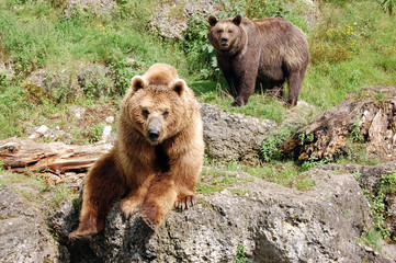 Obraz na płótnie Canvas Big bears are watching you