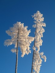 Trees in freezing winter