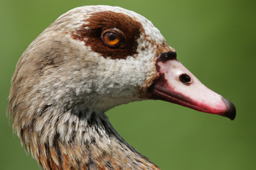Portrait einer Nilgans (Alopochen aegyptiacus)