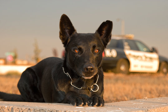 Police K-9