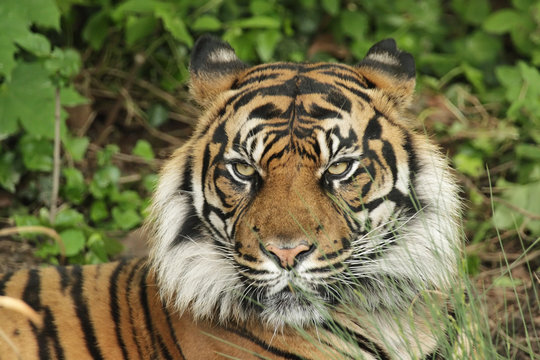 Portrait eines Sumatra-Tigers (Panthera tigris sumatrae)
