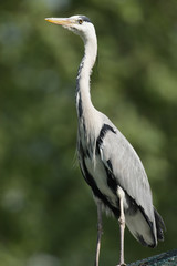 Portrait eines Graureihers (Ardea cinerea)